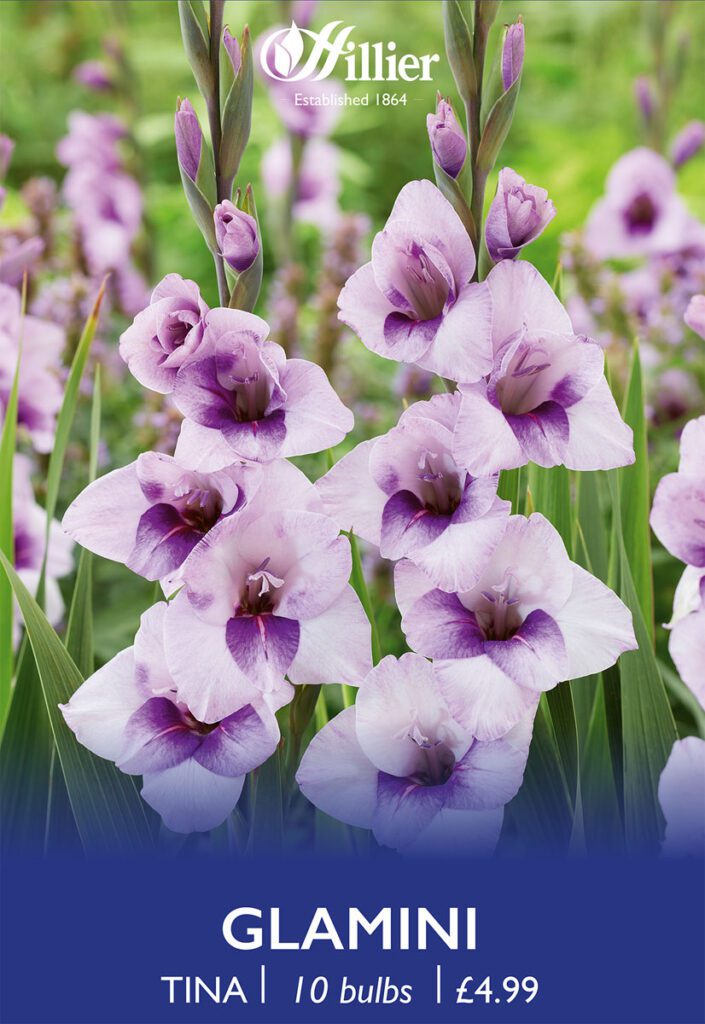 Glamini Tina Bulbs 8718641998939 2